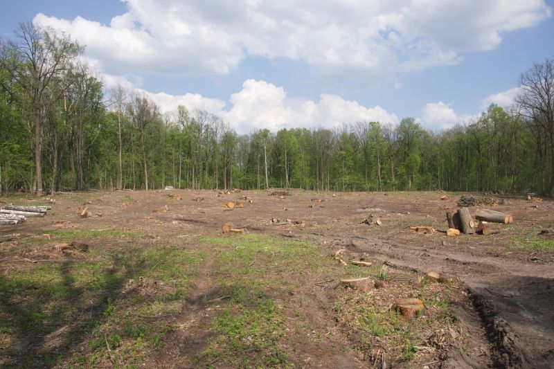 Thicket Clearing in Marietta, GA